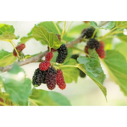 Mulberry Plant